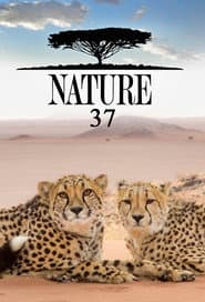 Temporada 37